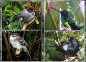 Algunas aves asociadas a Polylepis