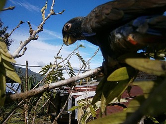 bronze-winged-parrot-proaves