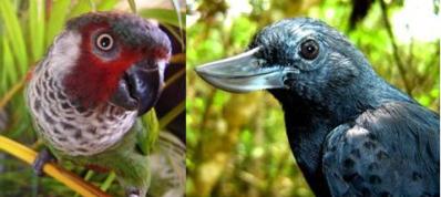 Perija Parakeet  and Recurve-billed Bushbird
