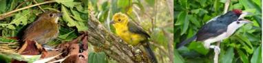 Tres aves amenazadas de Colombia