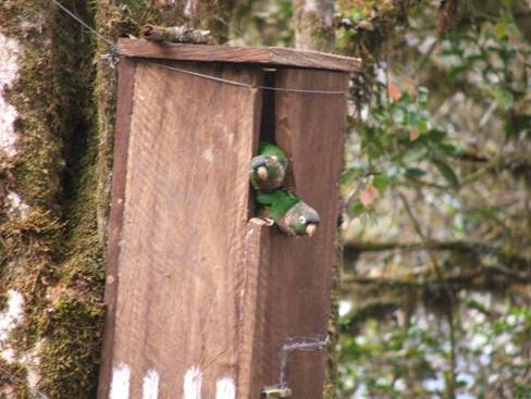 Rana mundo Excesivo Éxito de nidos artificiales para Cotorrita Pechiparda - Fundación ProAves -  por la conservación en el país de las aves